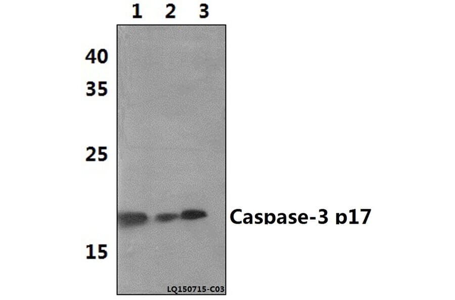 Anti-Caspase-3 p17 (D175) Antibody from Bioworld Technology (BS7073) - Antibodies.com