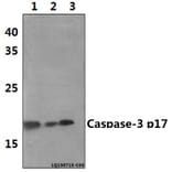 Anti-Caspase-3 p17 (D175) Antibody from Bioworld Technology (BS7073) - Antibodies.com