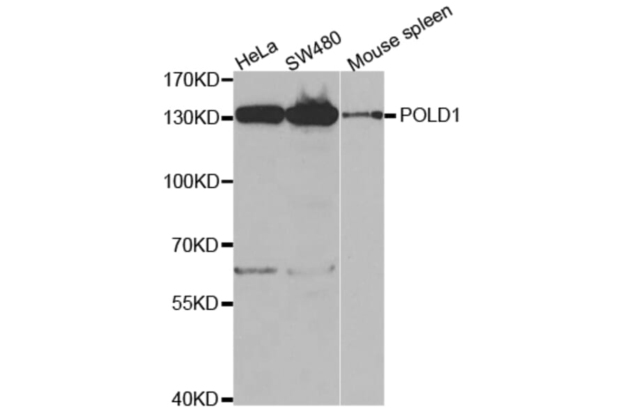 Anti-DNA pol δ cat Antibody from Bioworld Technology (BS7100) - Antibodies.com