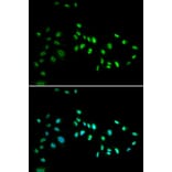 Anti-DNMT3A Antibody from Bioworld Technology (BS7101) - Antibodies.com