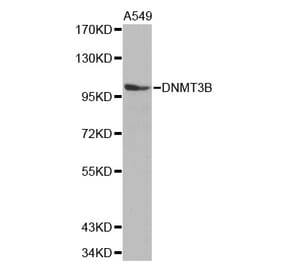 Anti-DNMT3B Antibody from Bioworld Technology (BS7102) - Antibodies.com