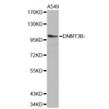 Anti-DNMT3B Antibody from Bioworld Technology (BS7102) - Antibodies.com