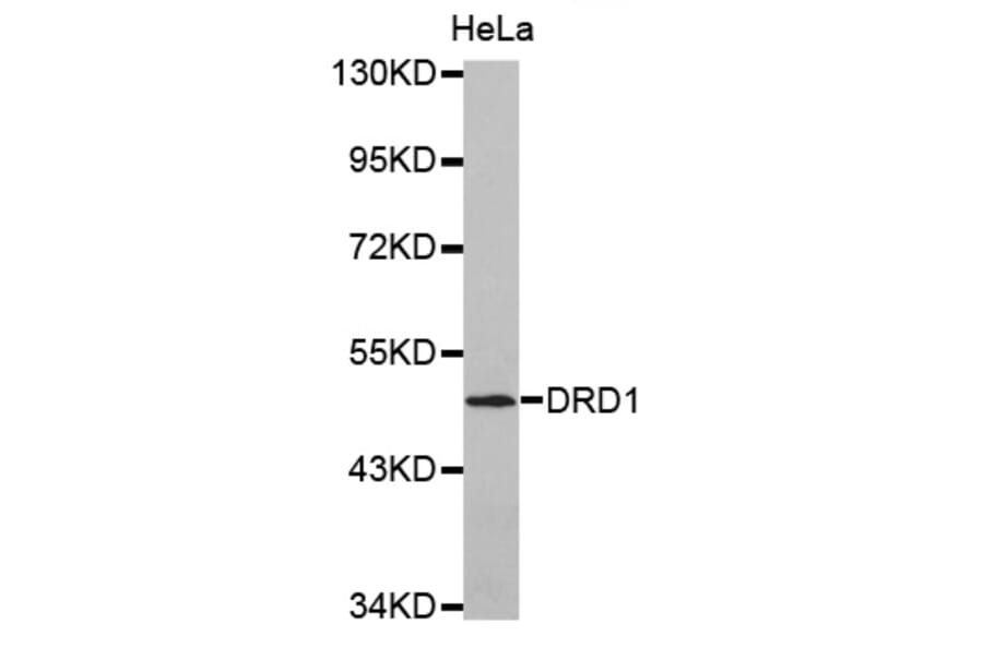 Anti-DRD1 Antibody from Bioworld Technology (BS7104) - Antibodies.com