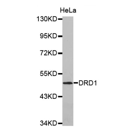 Anti-DRD1 Antibody from Bioworld Technology (BS7104) - Antibodies.com