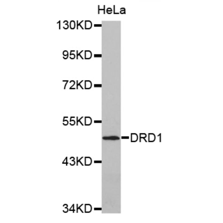 Anti-DRD1 Antibody from Bioworld Technology (BS7104) - Antibodies.com