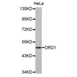 Anti-DRD1 Antibody from Bioworld Technology (BS7104) - Antibodies.com