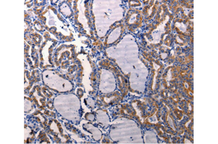 Anti-DRD1 Antibody from Bioworld Technology (BS7104) - Antibodies.com