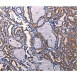 Anti-DRD1 Antibody from Bioworld Technology (BS7104) - Antibodies.com