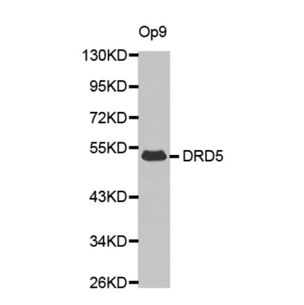 Anti-DRD5 Antibody from Bioworld Technology (BS7105) - Antibodies.com