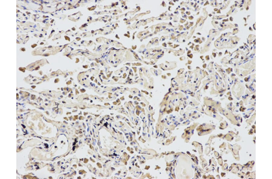 Anti-eIF4A1 Antibody from Bioworld Technology (BS7106) - Antibodies.com