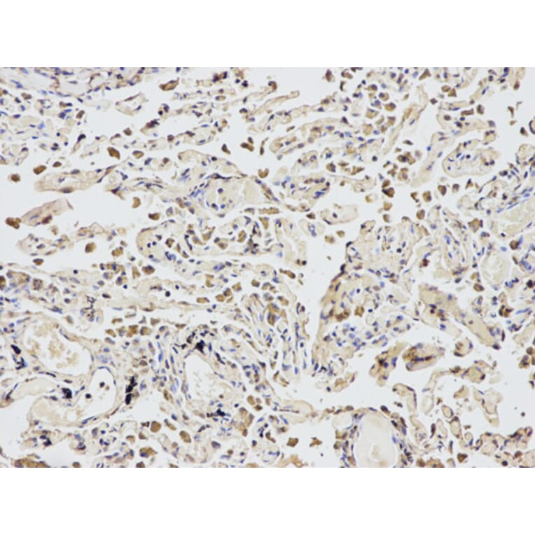 Anti-eIF4A1 Antibody from Bioworld Technology (BS7106) - Antibodies.com