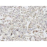 Anti-eIF4A1 Antibody from Bioworld Technology (BS7106) - Antibodies.com
