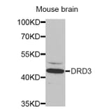 Anti-DRD3 Antibody from Bioworld Technology (BS7107) - Antibodies.com