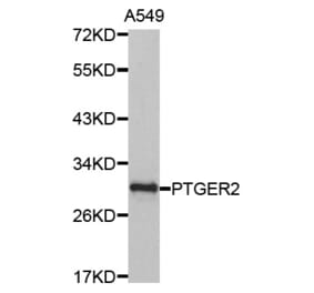 Anti-EP2 Antibody from Bioworld Technology (BS7109) - Antibodies.com