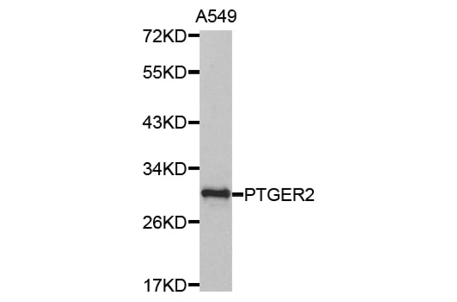 Anti-EP2 Antibody from Bioworld Technology (BS7109) - Antibodies.com