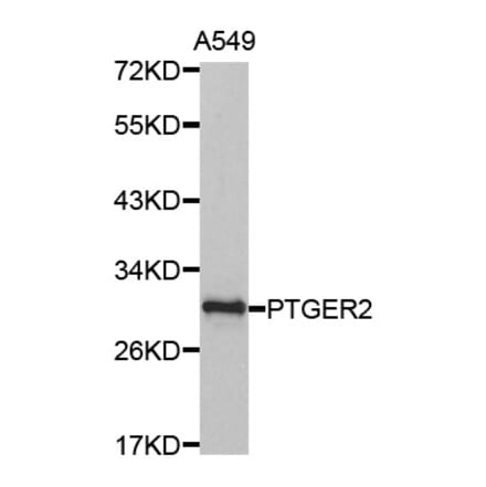 Anti-EP2 Antibody from Bioworld Technology (BS7109) - Antibodies.com