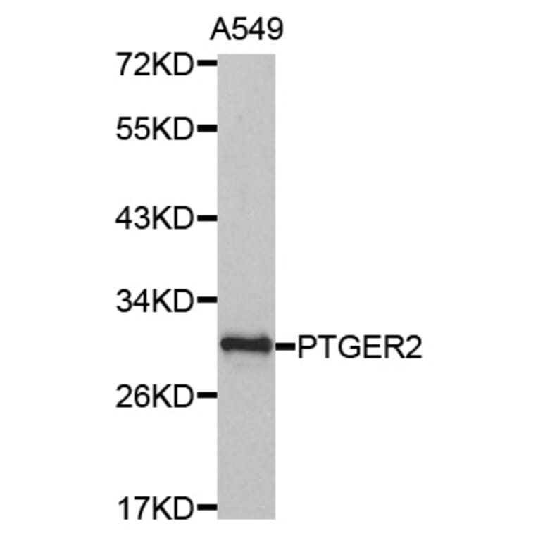 Anti-EP2 Antibody from Bioworld Technology (BS7109) - Antibodies.com