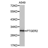 Anti-EP2 Antibody from Bioworld Technology (BS7109) - Antibodies.com