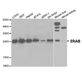 Anti-ERAB Antibody from Bioworld Technology (BS7114) - Antibodies.com