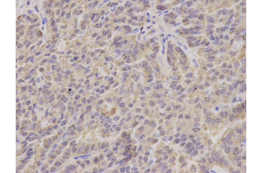Anti-ERAB Antibody from Bioworld Technology (BS7114) - Antibodies.com