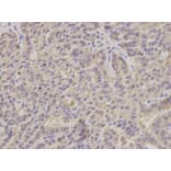 Anti-ERAB Antibody from Bioworld Technology (BS7114) - Antibodies.com