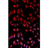 Anti-ERAB Antibody from Bioworld Technology (BS7114) - Antibodies.com