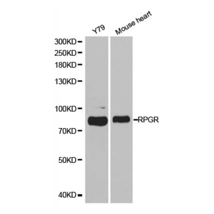 Anti-RPGR Antibody from Bioworld Technology (BS7115) - Antibodies.com