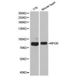 Anti-RPGR Antibody from Bioworld Technology (BS7115) - Antibodies.com