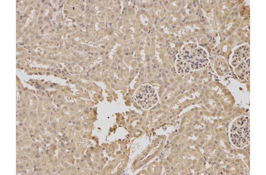 Anti-RPGR Antibody from Bioworld Technology (BS7115) - Antibodies.com