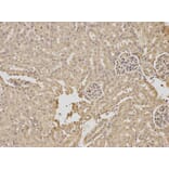 Anti-RPGR Antibody from Bioworld Technology (BS7115) - Antibodies.com