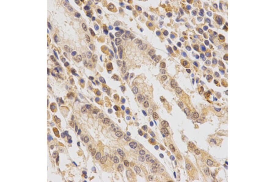 Anti-Fes Antibody from Bioworld Technology (BS7116) - Antibodies.com