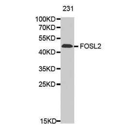 Anti-FOSL2 Antibody from Bioworld Technology (BS7119) - Antibodies.com