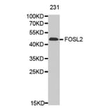 Anti-FOSL2 Antibody from Bioworld Technology (BS7119) - Antibodies.com