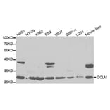 Anti-GCSm-γ Antibody from Bioworld Technology (BS7121) - Antibodies.com