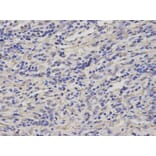 Anti-GCSm-γ Antibody from Bioworld Technology (BS7121) - Antibodies.com