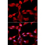 Anti-GCSm-γ Antibody from Bioworld Technology (BS7121) - Antibodies.com