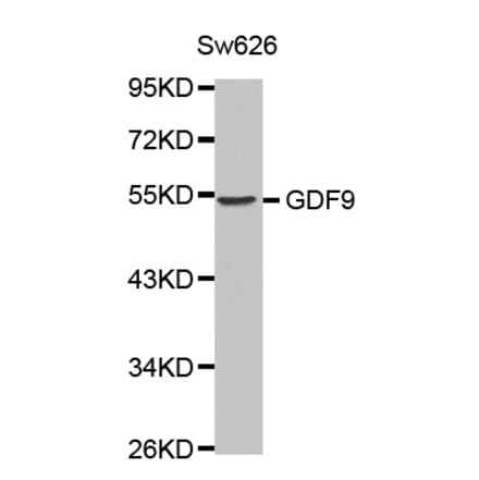 Anti-GDF-9 Antibody from Bioworld Technology (BS7122) - Antibodies.com