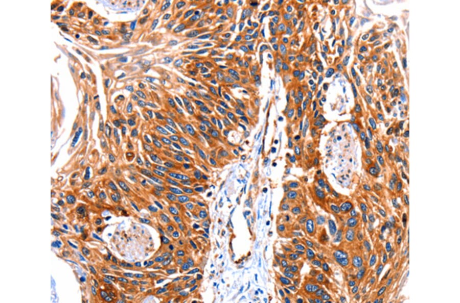 Anti-GRK1 Antibody from Bioworld Technology (BS7127) - Antibodies.com