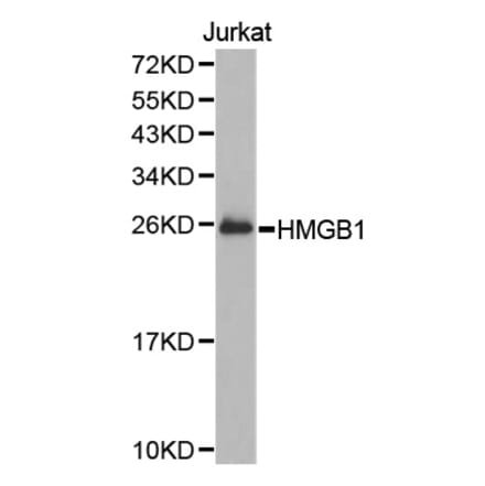 Anti-HMGB1 Antibody from Bioworld Technology (BS7131) - Antibodies.com