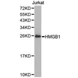Anti-HMGB1 Antibody from Bioworld Technology (BS7131) - Antibodies.com