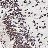 Anti-HMGB1 Antibody from Bioworld Technology (BS7131) - Antibodies.com