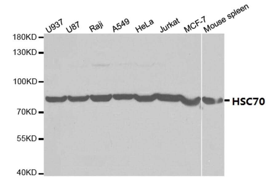 Anti-HSC 70 Antibody from Bioworld Technology (BS7135) - Antibodies.com