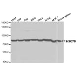 Anti-HSC 70 Antibody from Bioworld Technology (BS7135) - Antibodies.com