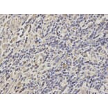 Anti-HSC 70 Antibody from Bioworld Technology (BS7135) - Antibodies.com
