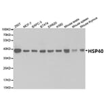 Anti-HSP40 Antibody from Bioworld Technology (BS7137) - Antibodies.com