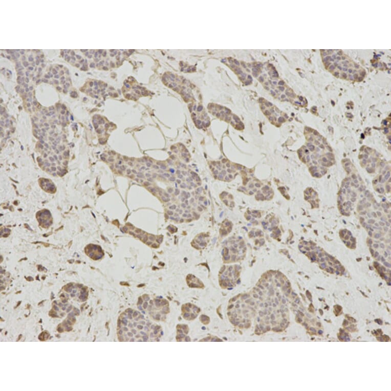 Anti-HSP40 Antibody from Bioworld Technology (BS7137) - Antibodies.com