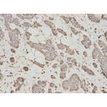 Anti-HSP40 Antibody from Bioworld Technology (BS7137) - Antibodies.com