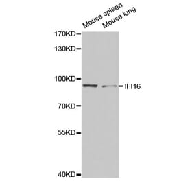 Anti-IFI-16 Antibody from Bioworld Technology (BS7139) - Antibodies.com