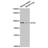 Anti-IFI-16 Antibody from Bioworld Technology (BS7139) - Antibodies.com