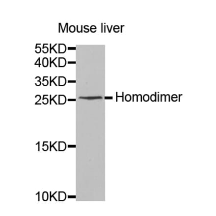 Anti-IL-8 Antibody from Bioworld Technology (BS7145) - Antibodies.com